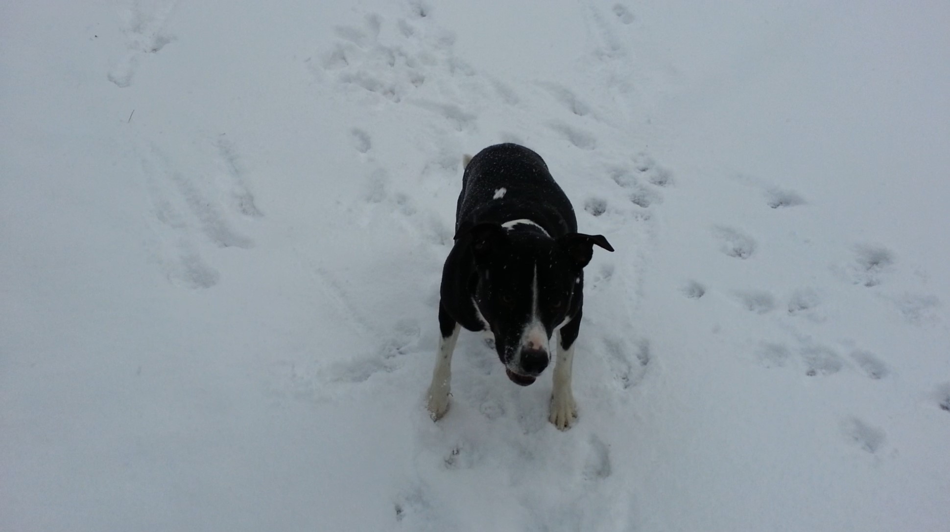 Fetching in the Snow